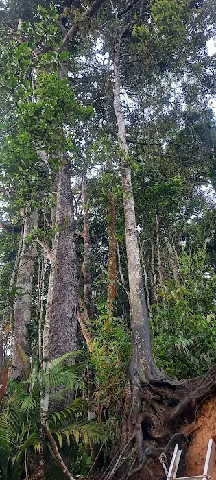 Hutan Simpan Mentigi Picture 9