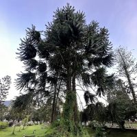 Coronation Park (Taman Pertabalan) Tanah Rata ico