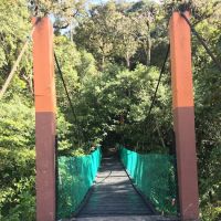 Chimp Cameron Highlands Montane Park ico