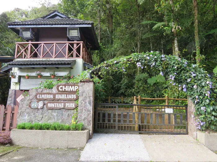 Chimp Cameron Highlands Montane Park Picture 5