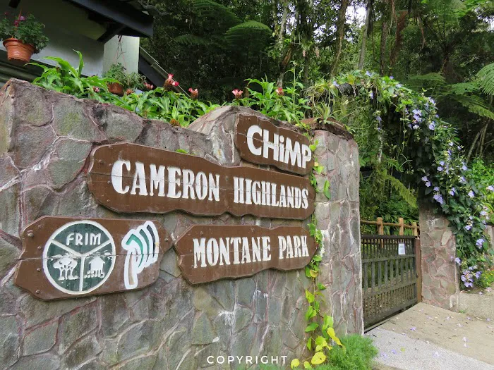 Chimp Cameron Highlands Montane Park Picture 3
