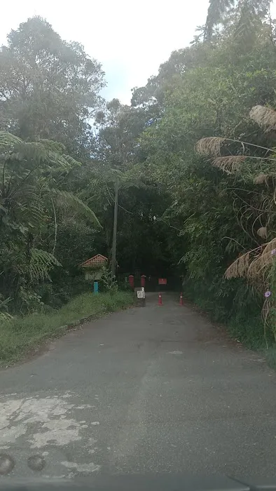 Chimp Cameron Highlands Montane Park Picture 6