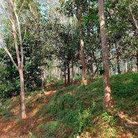 Start Point Bukit Senaling Hiking Trail ico