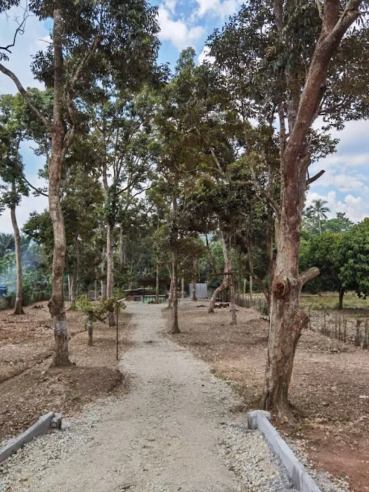 Kebun Cikgu Musa Picture 3