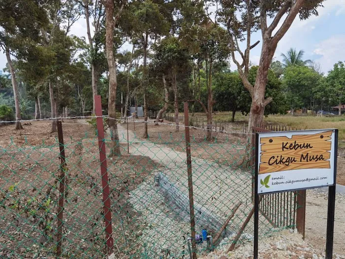 Kebun Cikgu Musa Picture 1