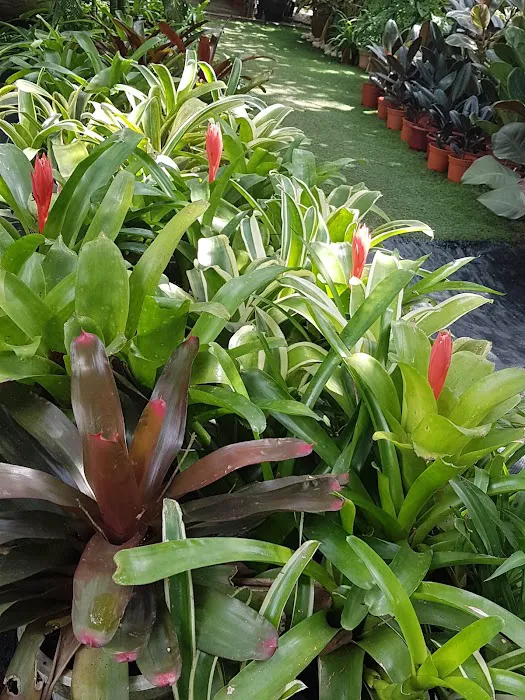 Nurseri Laman Santai Picture 7
