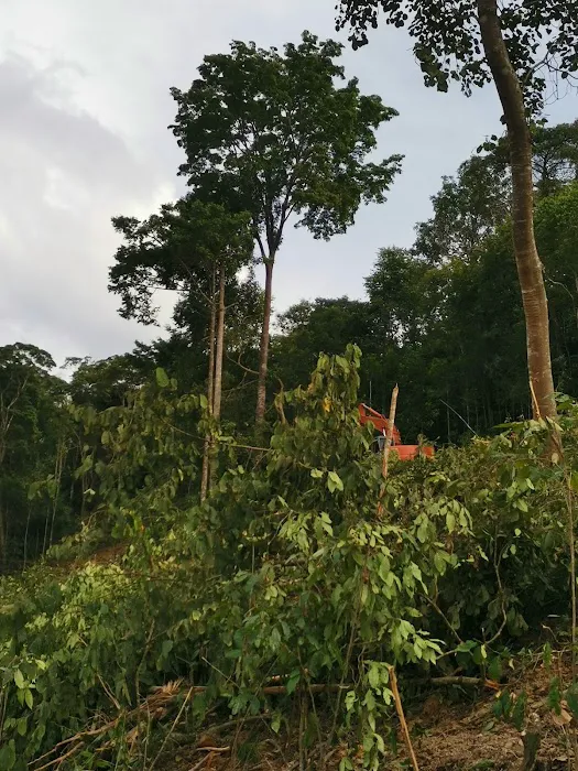 Miga's Woodland Picture 4