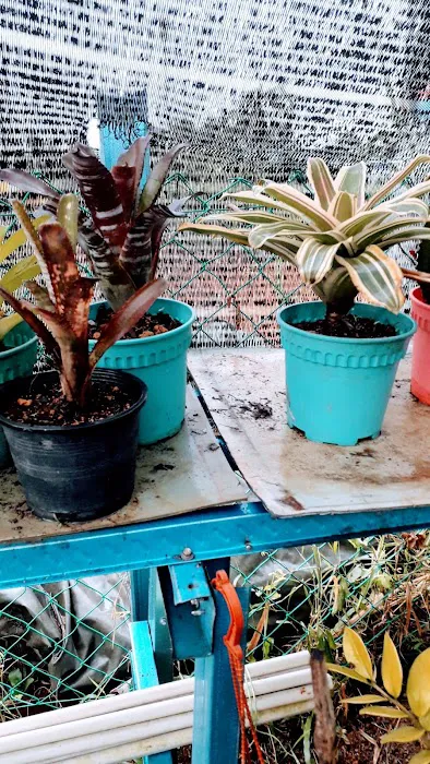 K-Agro Nursery Picture 3