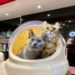 iTSMYPET GROOMING & HOTEL