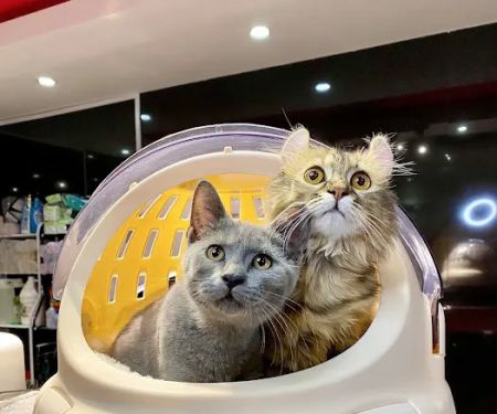 iTSMYPET GROOMING & HOTEL