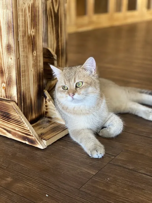 iTSMYPET GROOMING & HOTEL Picture 6
