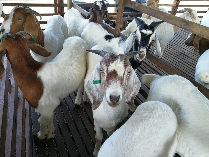 My Farm Resources Sdn Bhd Picture 8