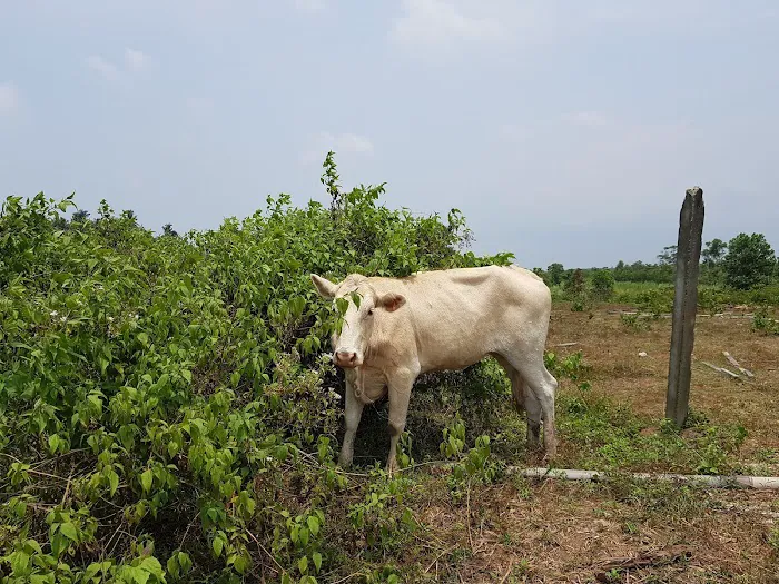 My Farm Resources Sdn Bhd Picture 4