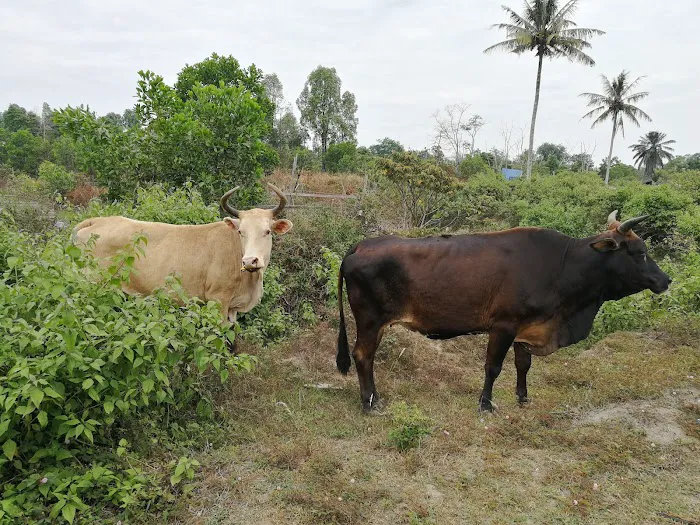 My Farm Resources Sdn Bhd Picture 5