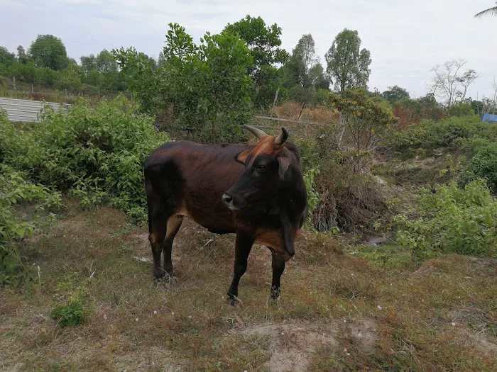 My Farm Resources Sdn Bhd Picture 7