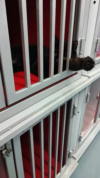 My E Cat Shops Picture 1