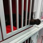 My E Cat Shops