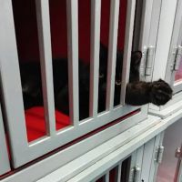 My E Cat Shops ico