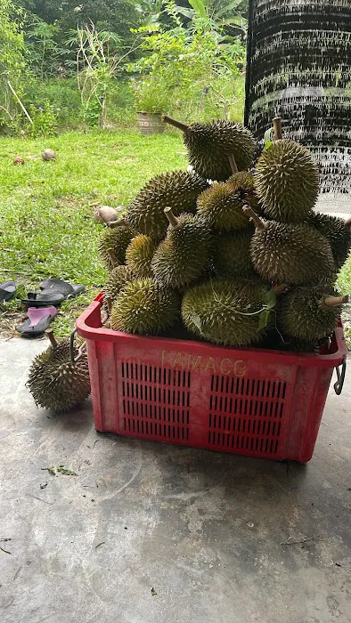 Ayam Kampung Banting Naniey Picture 4