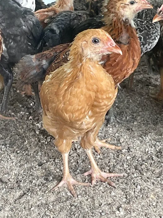 Ayam Kampung Banting Naniey Picture 2