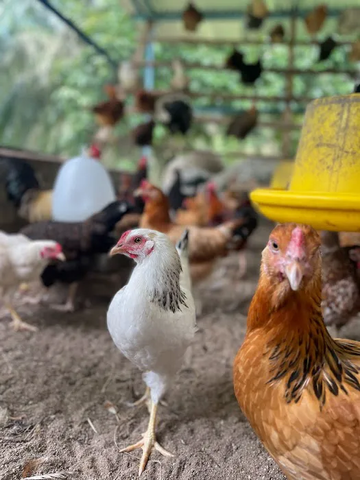 Ayam Kampung Banting Naniey Picture 3