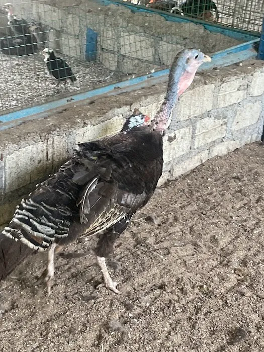 Ayam Kampung Banting Naniey Picture 6