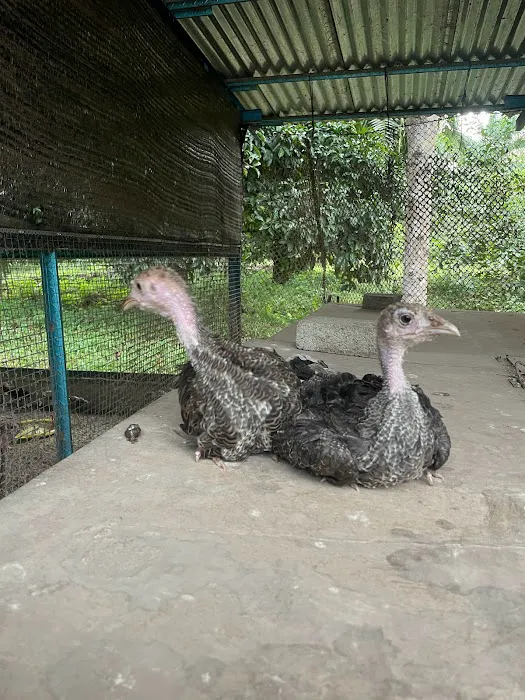 Ayam Kampung Banting Naniey Picture 9