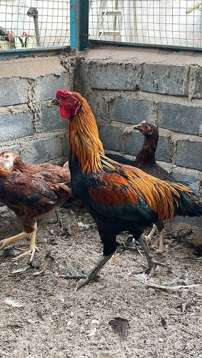 Ayam Kampung Banting Naniey Picture 8