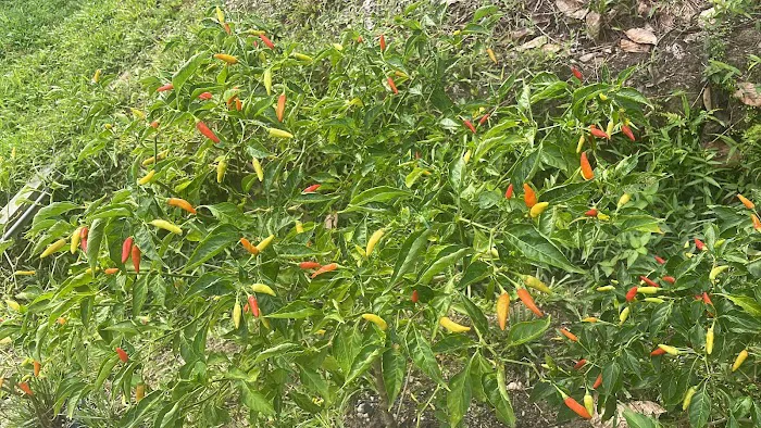 Ayam Kampung Banting Naniey Picture 1