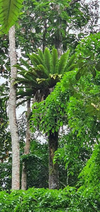 Bukit Bakar Recreational Forest Picture 4