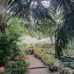 Namia garden