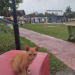 Taman Awam Kemahkotaan
