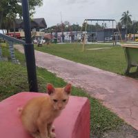 Taman Awam Kemahkotaan ico