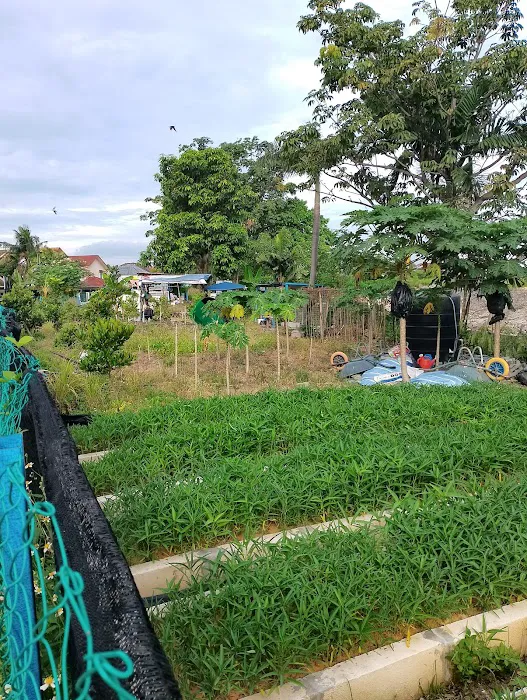 Kebun Pak Said Picture 1