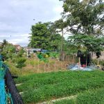 Kebun Pak Said