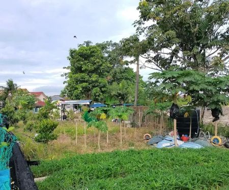 Kebun Pak Said