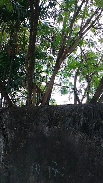 Kebun Pak Said Picture 4