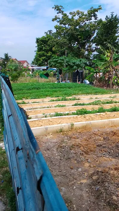 Kebun Pak Said Picture 5