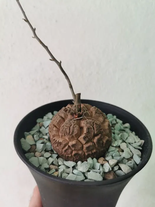 Caudex-ian Picture 7