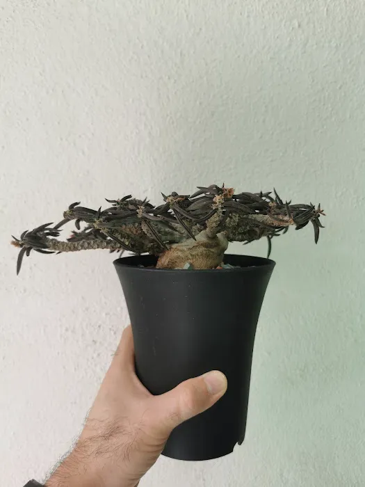 Caudex-ian Picture 2