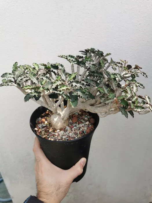 Caudex-ian Picture 1