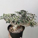 Caudex-ian