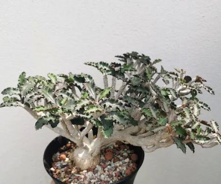 Caudex-ian