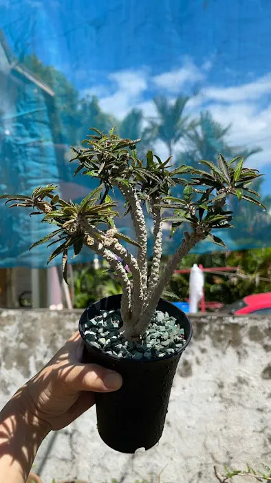 Caudex-ian Picture 4