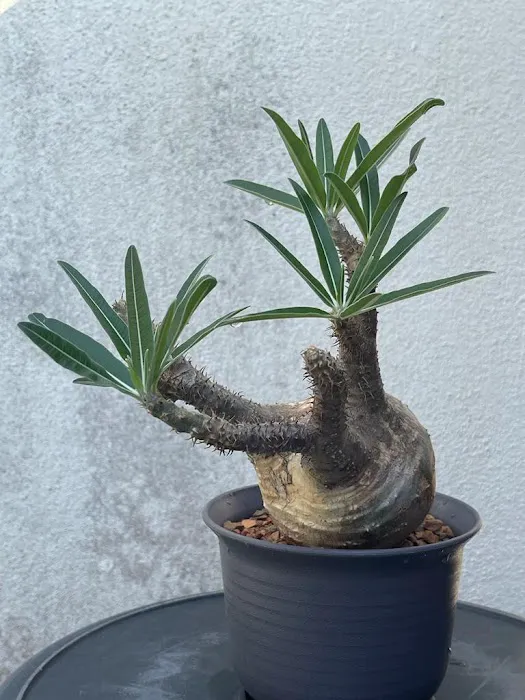 Caudex-ian Picture 3