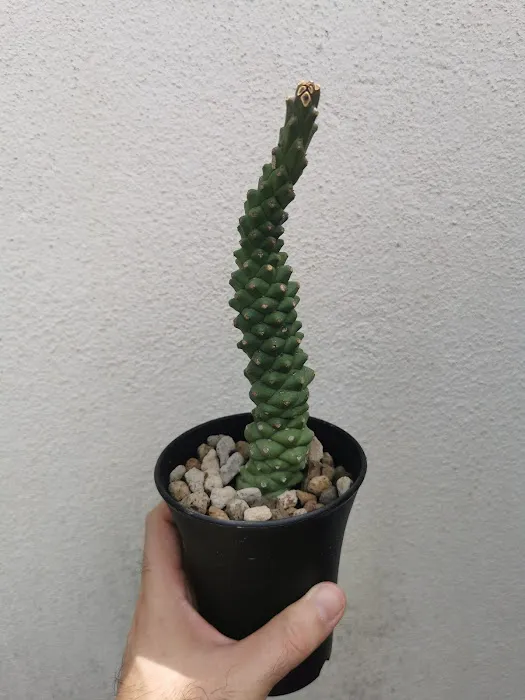 Caudex-ian Picture 8