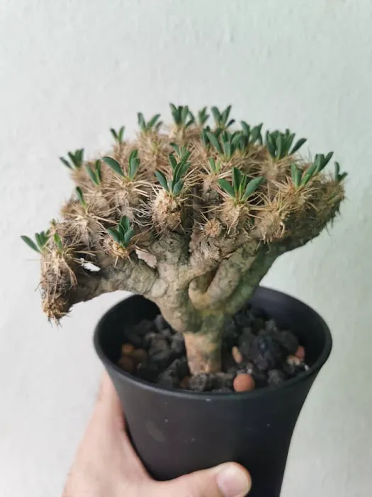 Caudex-ian Picture 9