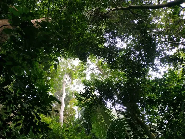 Gunung Berembun Trailhead Picture 5