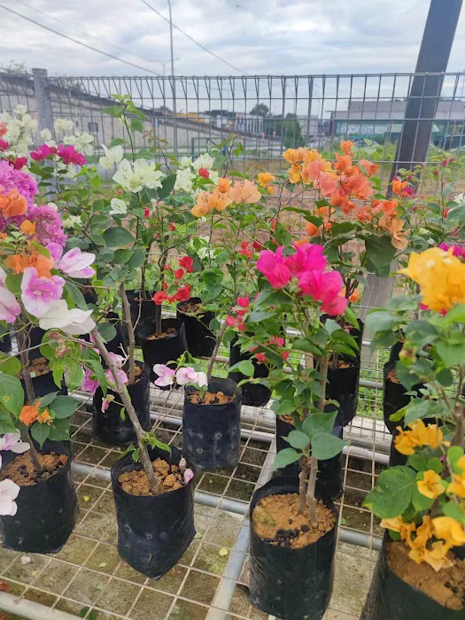 YUE LING NURSERY Picture 4