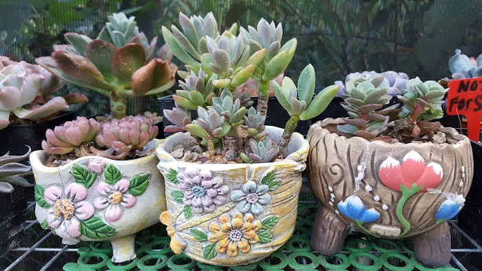 YUE LING NURSERY Picture 7